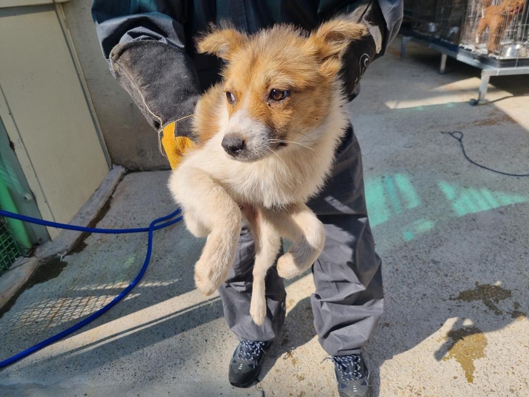 양산시 동물보호센터_448538202400309